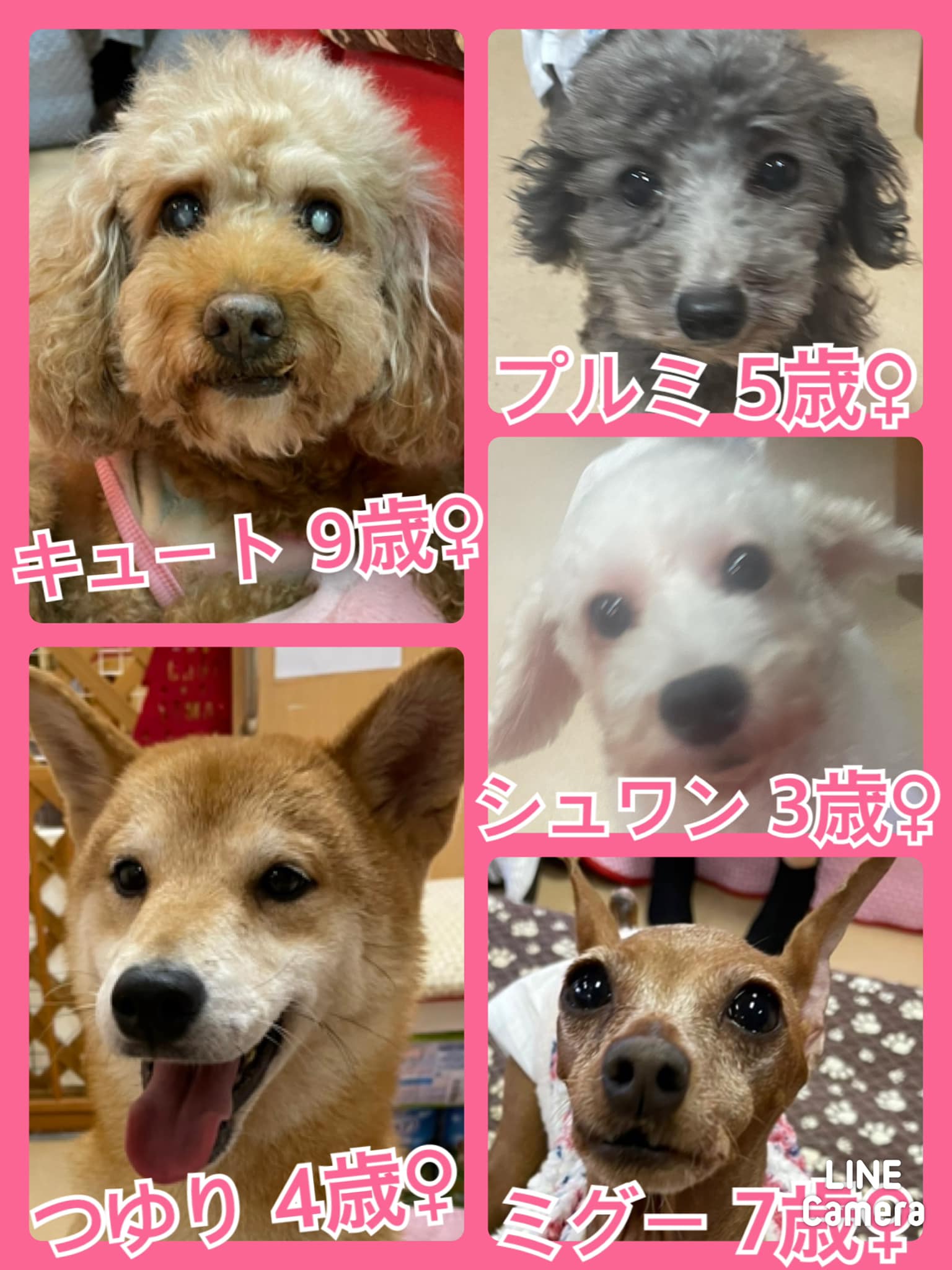 🐾今日の里親様募集中ワンコ🐶メンバーです🐾2021,12,6【保護犬カフェ天神橋店】